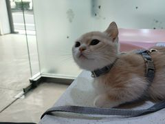 -萌兽医馆·宠物医院·猫骨科(创景店)