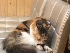 -猫色咖啡·猫咖