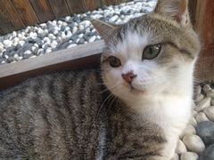 -喵屿·大理花园猫咖