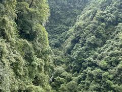 -中国大熊猫保护研究中心雅安碧峰峡基地