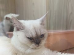 -屋虎猫馆(宝安大仟里店)