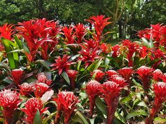 -上海鲜花港