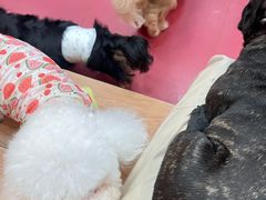 -和它·交个朋友·狗咖猫咖(爱琴海店)