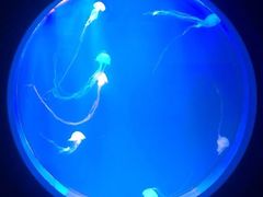 -多彩贵州城极地海洋世界