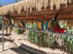 -西霞口神雕山野生动物世界