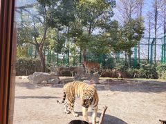 -上海野生动物园老虎餐厅