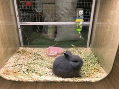 -藦茜花园宠物主题亲子互动体验馆(国顺东路店)