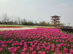 -杭州湾海上花田景区