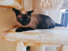 -藏猫猫咖啡主题馆(中央大道店)