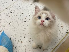 -猫域·湾主题猫咖·宠物吧(南坪城市广场店)