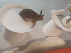 -麦当劳(龙湖北京大兴天街店)