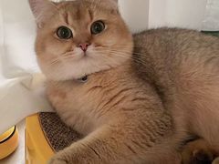 -欣宠猫屋·矮脚拿破仑·蓝金金渐层