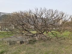 -大宁公园