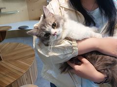 -飞行喵MR PILOT|猫舍·猫咖(静安大融城店)