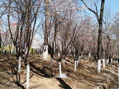 -桃花堤公园