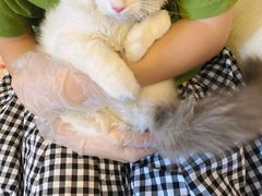 -lincat·猫舍(广州店)