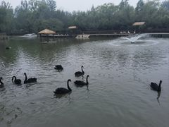 -溱湖国家湿地公园