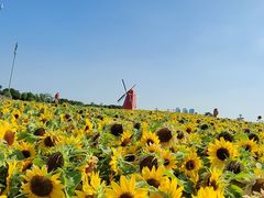 -烟台金沙滩海滨公园