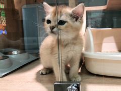 -BABIT巴比特宠物(MOMOPARK店)