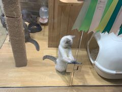 -藏猫猫咖啡主题馆(中央大道店)