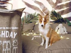 -超宠爱宠物摄影-Super pet