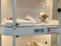 -翊宠yipet猫狗购宠庄园犬舍•猫舍
