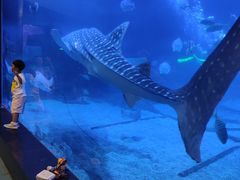 -烟台海昌鲸鲨海洋公园