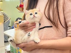 -钦宠·猫咪售卖·洗护·寄养(东圃旗舰店)