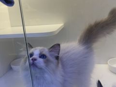 -小猫来了·猫舍(红山六九七九店)