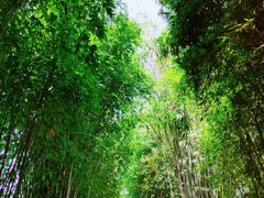 景点-望江楼公园