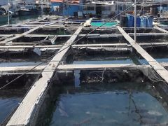 -蓝湾碧波·老字号·疍家非遗海上餐厅