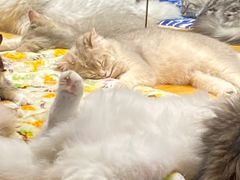 -煲大王猪肚鸡·椰子鸡火锅(红谷滩万达店)