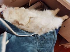 -宠爱国际动物医院· 猫科· 外科·中兽医(长白店)