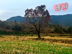 -塔川景区