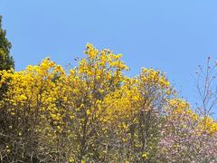 -广州白江湖森林公园