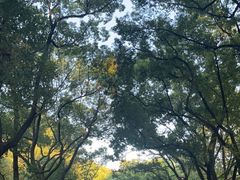 -上海共青森林公园