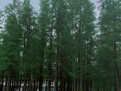 -白鹭湾湿地公园