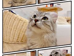 -李小姐の猫咖啡馆(五角场店)