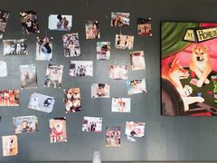 -柴犬高等学院·狗咖·柴犬售卖·宠物训练