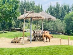 -北京野生动物园