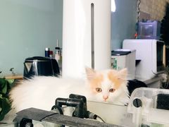 -平行世界·猫咖(首经贸店)