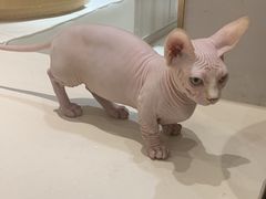 -飞行喵MR PILOT|猫舍·猫咖(静安大融城店)
