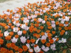 -上海鲜花港