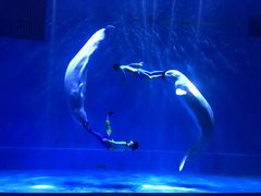 -芜湖新华联大白鲸海洋公园