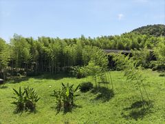 -大唐贡茶院