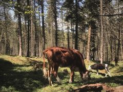 -硗碛藏寨·神木垒景区