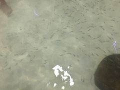 -御池园(顾村公园店)