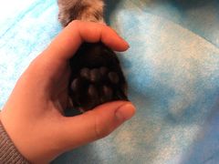 -纳吉亚猫专科动物医院·北北分院