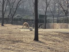 -合肥野生动物园