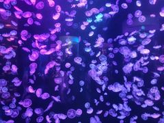 -顺德南宏海立方海洋公园